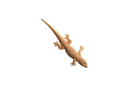 Lizard or little gecko on a separate white background with clipping path. Stock Photos