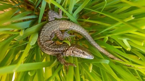 Lizard or small reptile Stock Photos