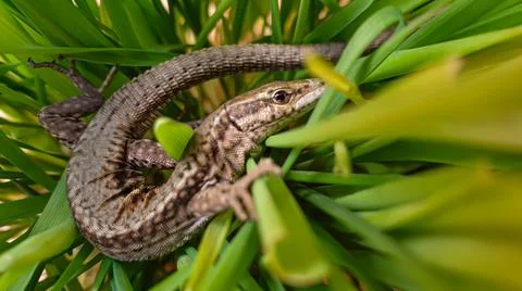 Lizard or small reptile Stock-Fotos