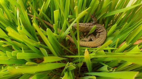 Lizard or small reptile Stock Photos