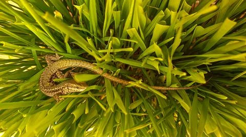 Lizard or small reptile Stock Photos