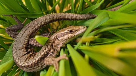 Lizard or small reptile Stock Photos