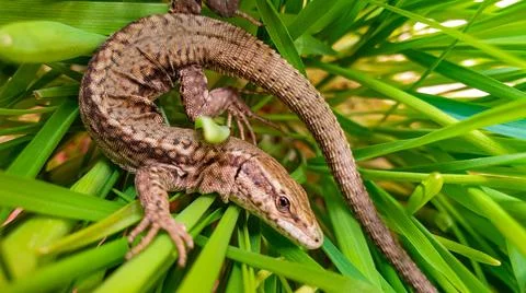 Lizard or small reptile Stock Photos
