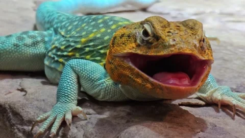 A lizard with orange head Stock Footage 245049316