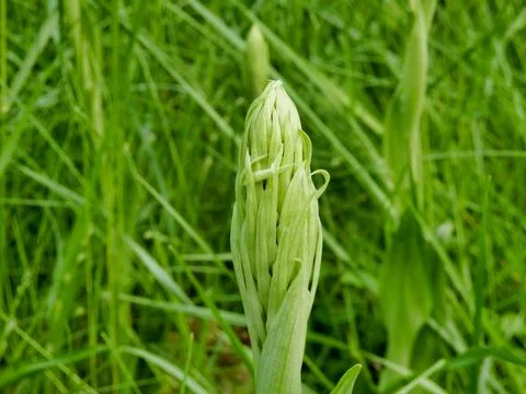 Lizard Orchid . Stock Photos