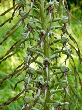 Lizard orchid . Stock Photos