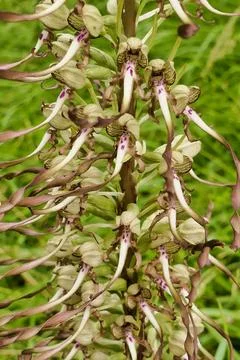 Lizard orchid . Stock Photos