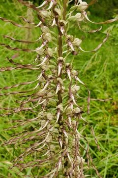 Lizard orchid . Stock Photos