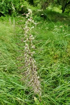 Lizard orchid . Stock Photos