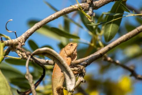 Lizard (Oriental garden lizard) on a tree Foto stock