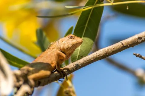 Lizard (Oriental garden lizard) on a tree Foto stock