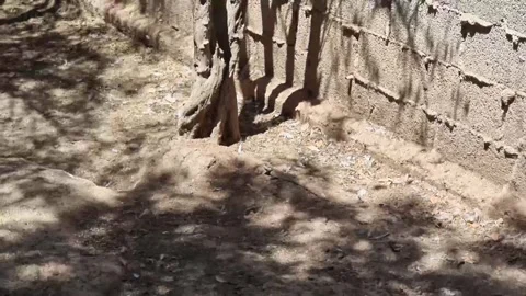 Lizard in Outdoor Enclosure Under Tree Stock Footage 318510381