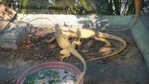 Lizard in Outdoor Setting Near Objects Stock Footage 331889675