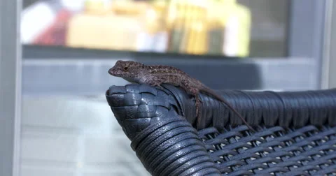 Lizard Outdoors in the Sun Stock Footage 55870291