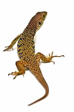 Lizard over white background. Stock Photos