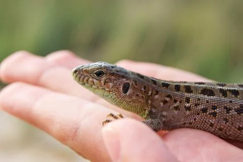 Lizard on a palm Stock Photos