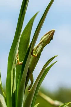 A lizard on a palm Stock Photos