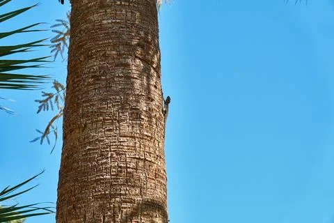 Lizard on palm Stock Photos