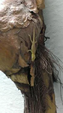 Lizard on a palm tree 스톡 사진
