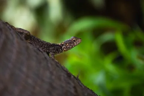 Lizard on a palm tree trunk against a background of blurred green foliage Stock Photos