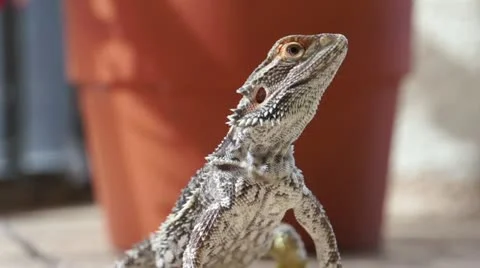 Lizard on the patio Vidéo 16238700
