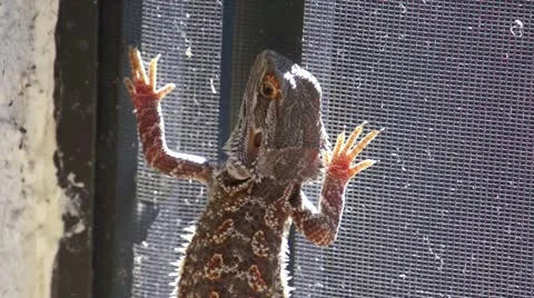 Lizard on the patio screen Vidéo 15595883