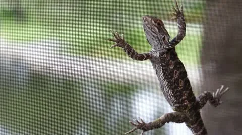 Lizard on the patio screen Vidéo 16290153