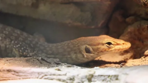Lizard with patterned skin and distinctive features rests on sandy ground Stock Footage 332704915