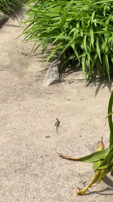 Lizard Pausing in Dry Earth Before Vanishing into Surrounding Foliage Video stock 274363689