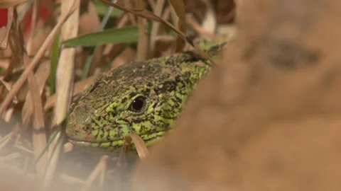 Lizard Peeking from Behind Earth Mound Close-Up Stock Footage 329105745