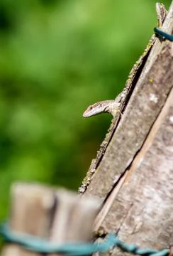 A lizard peeking out Stock Photos