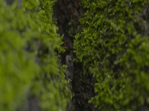 Lizard peeking through the mossy land Stock Footage 73687180