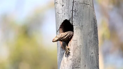 Lizard peeking from tree hole in sunny forest. Asian water monitor or 库存影片 303820198
