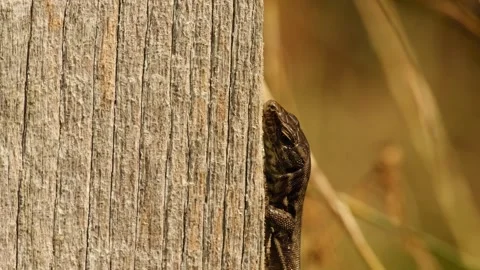 A lizard peeks from behind a wooden post in a close-up Vídeo Stock 343264805