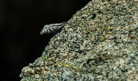 Lizard peeping on a rock Foto stock