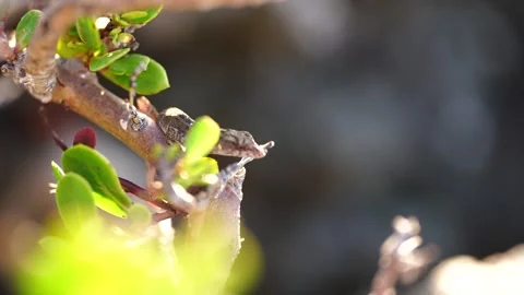 Lizard Perched in Afternoon Sun Stock Footage 305957056