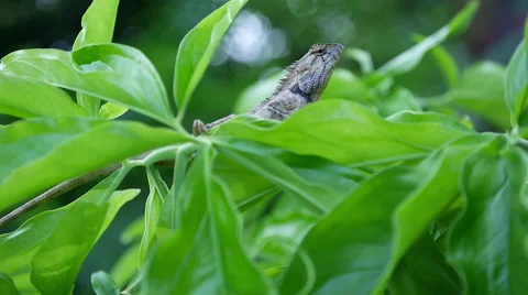 Lizard Perched on Branch Stock-Footage 56439457