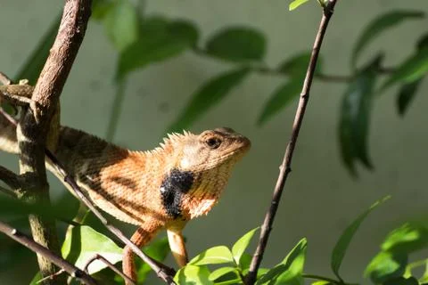 .lizard perched on a branch - then it makes a JUMP to another branch. Stock Photos