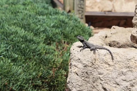 Lizard Perched on an Old Stone Stock Photos