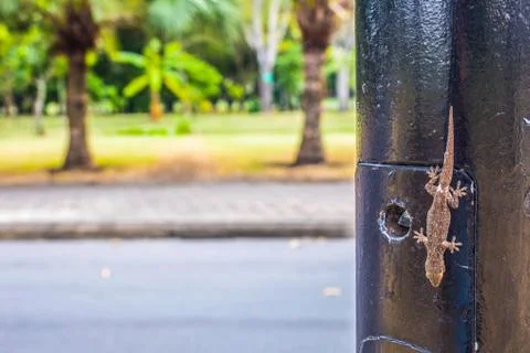 Lizard perched on a pole Stock Photos
