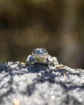 Lizard perched on rocky surface under natural light during daytime in a for.. Stock Photos
