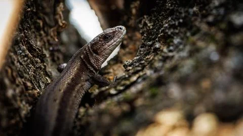 A lizard is perched on a tree branch in the forest Stock Photos
