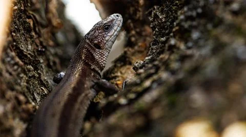 A lizard is perched on a tree branch in a natural setting Stock Photos