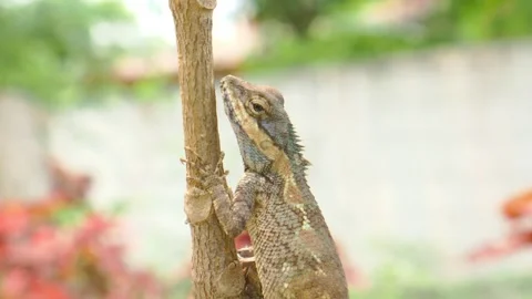 Lizard perched on a tree Stock Footage 240272471