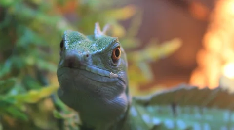 Lizard in a pet shop Stock Footage 46518169