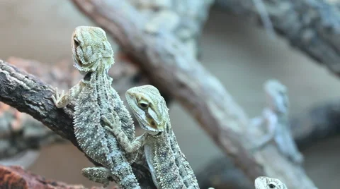 Lizard in a pet shop Stock Footage 46518211