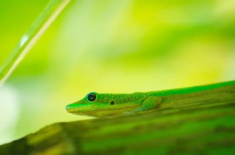 Lizard Stock Photos