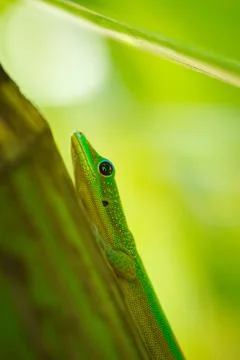 Lizard Stock Photos