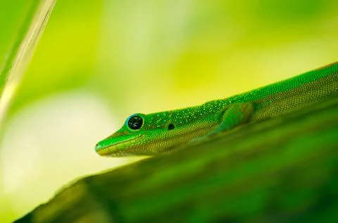 Lizard Stock Photos