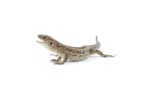 Lizard Stock Photos
